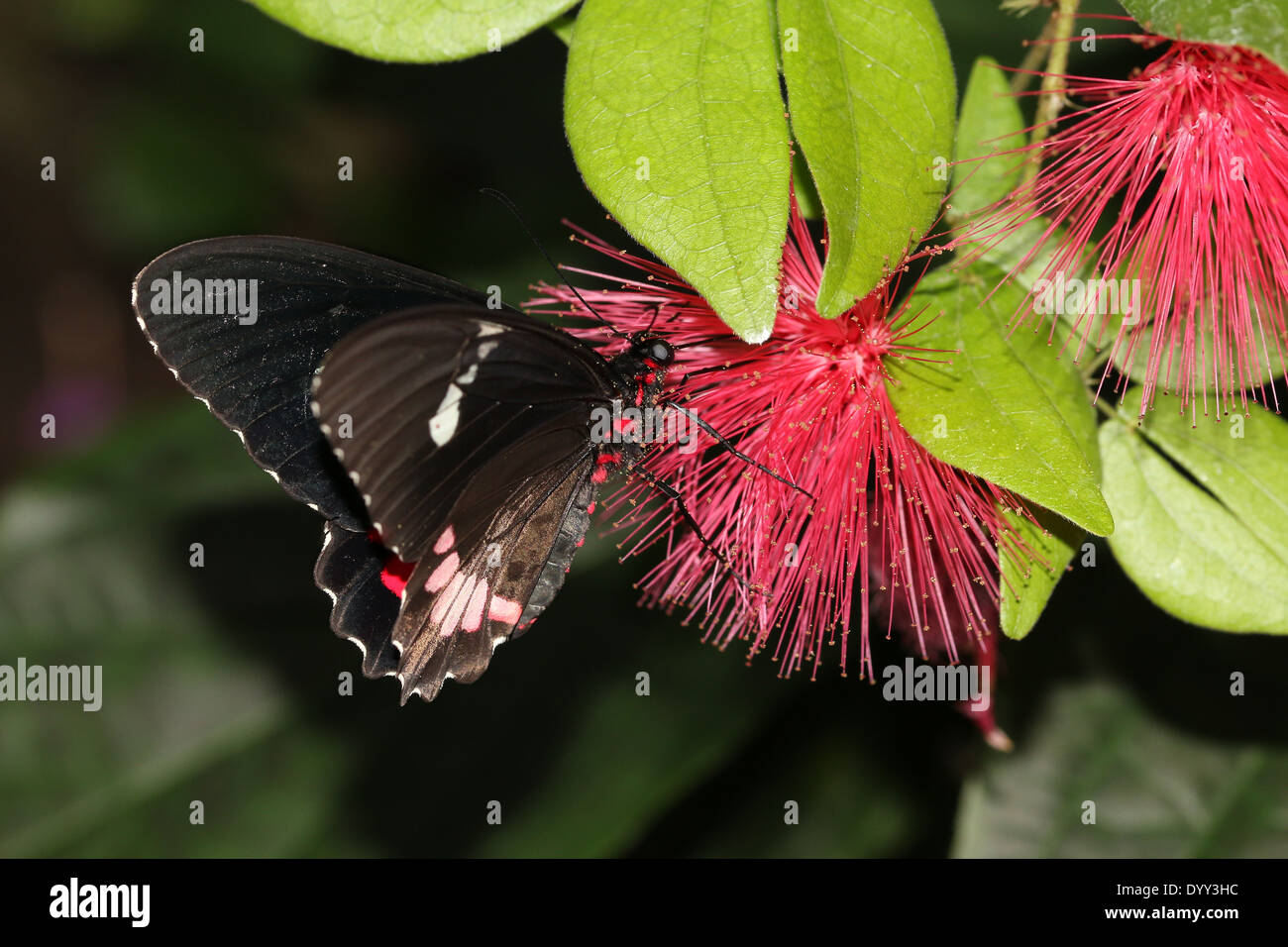 Pink Cattleheart or Transandean Cattleheart Butterfly (Parides iphidamas) foraging on a red tropical flower Stock Photo