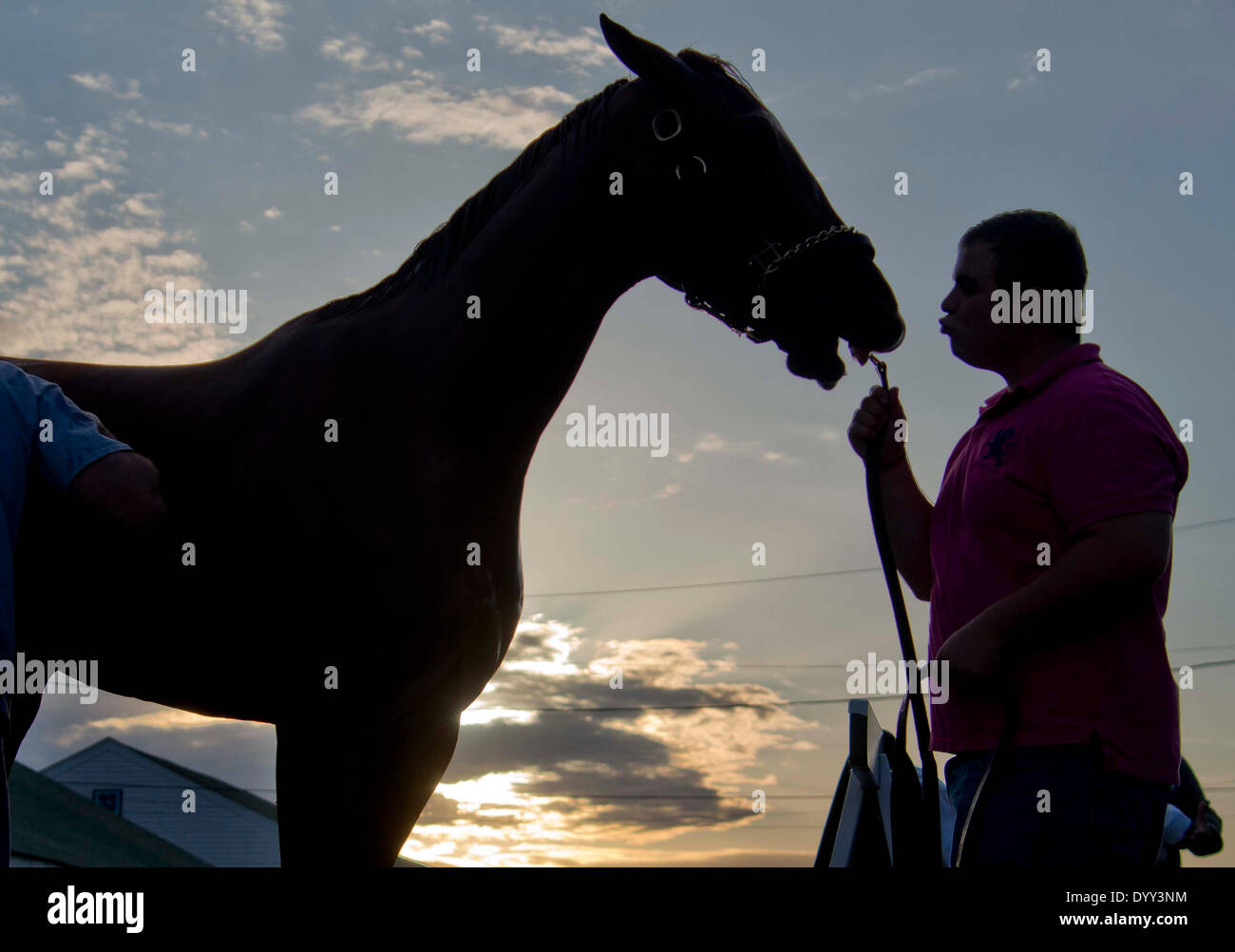 Louisville, KY, USA. 27th Apr, 2014. April 27, 2014: My Miss Sophia, trained by Todd Pletcher, puckers up to give hotwalker Josh Prain a kiss as she gets a bath after morning workouts in preparation for the Kentucky Oaks at Churchill Downs in Louisville, KY. Scott Serio/ESW/CSM/Alamy Live News Stock Photo