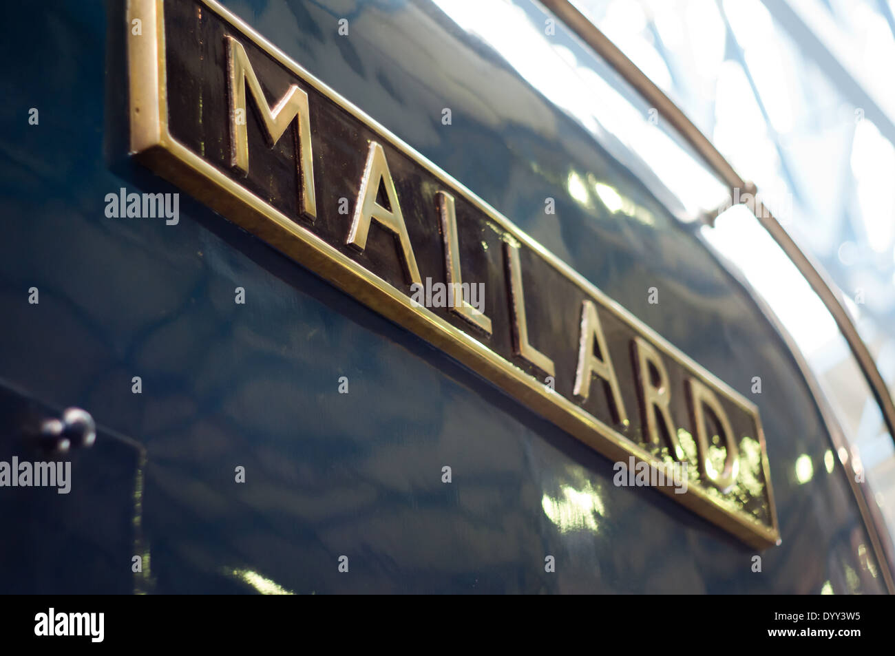 Mallard Stock Photo