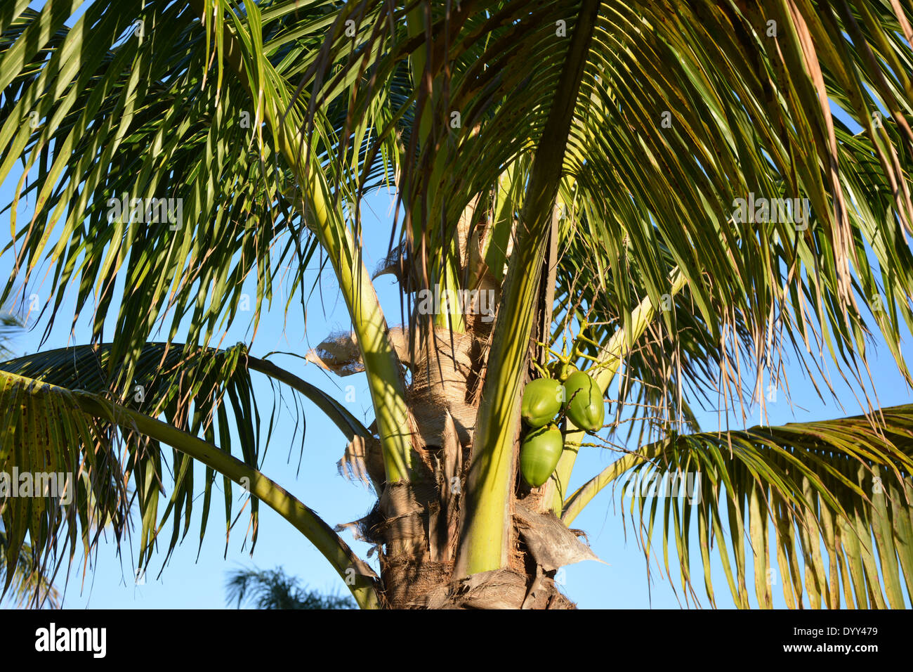 Ripe coconuts hi-res stock photography and images - Alamy