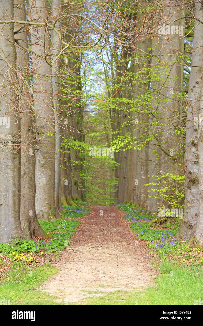 Old tree alley in spring with footpath close-up Stock Photo