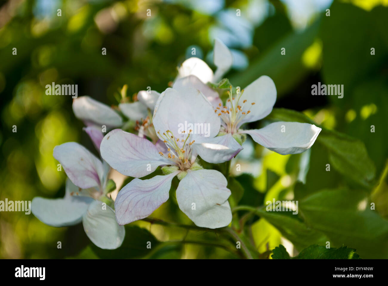 White apple blossom in spring Stock Photo