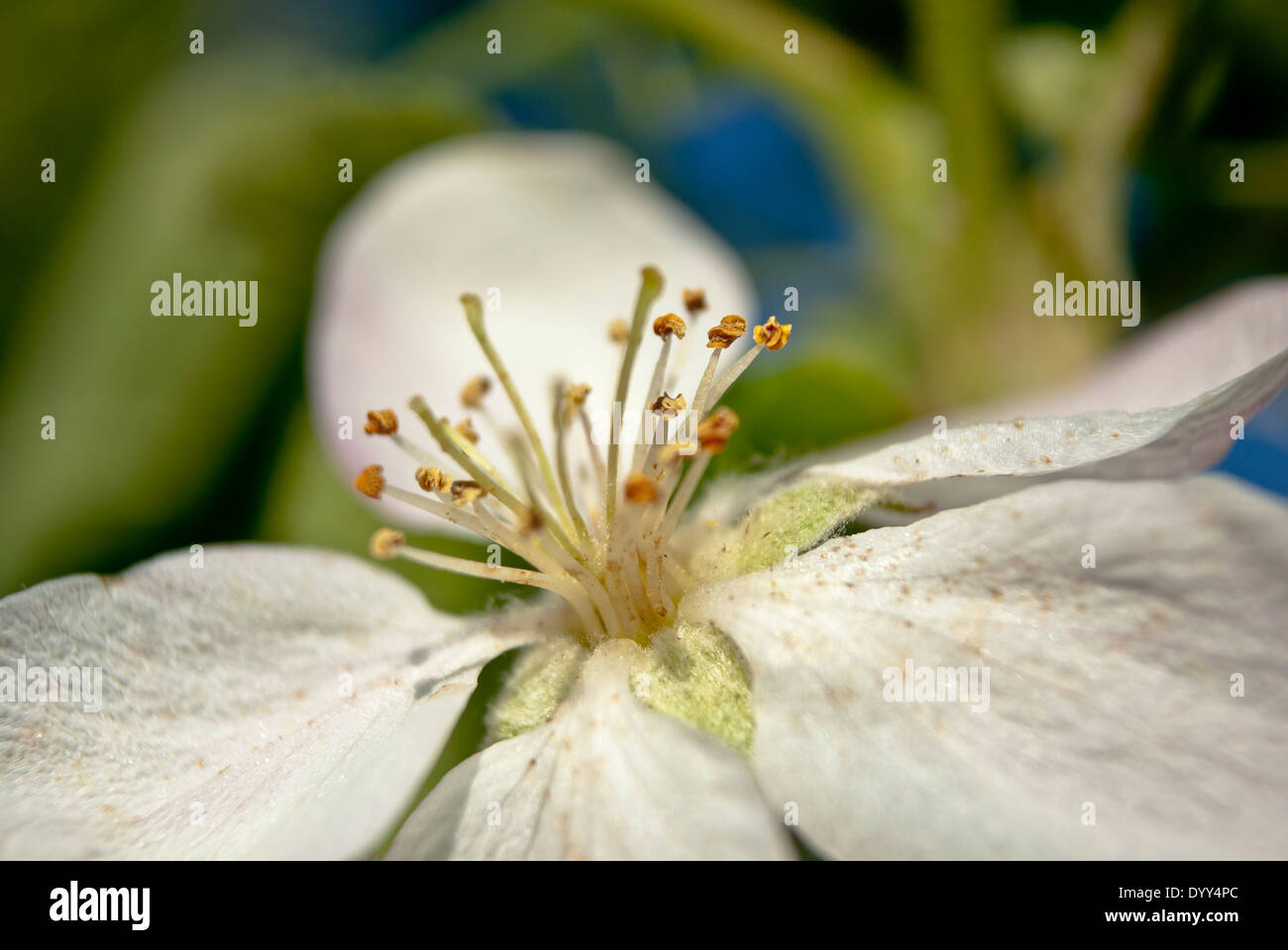 White apple blossom in spring Stock Photo