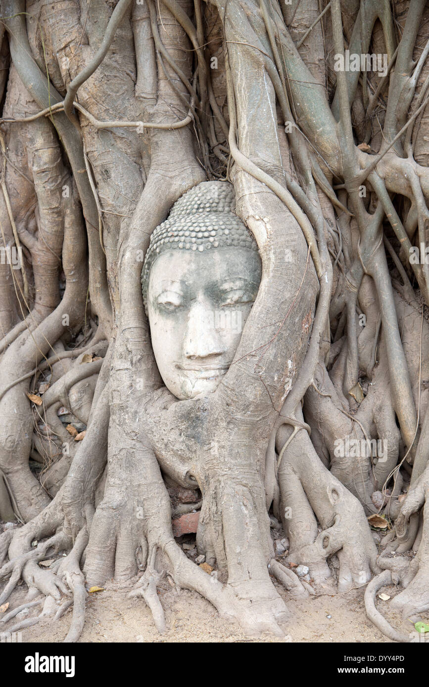 Entwined roots hi-res stock photography and images - Alamy