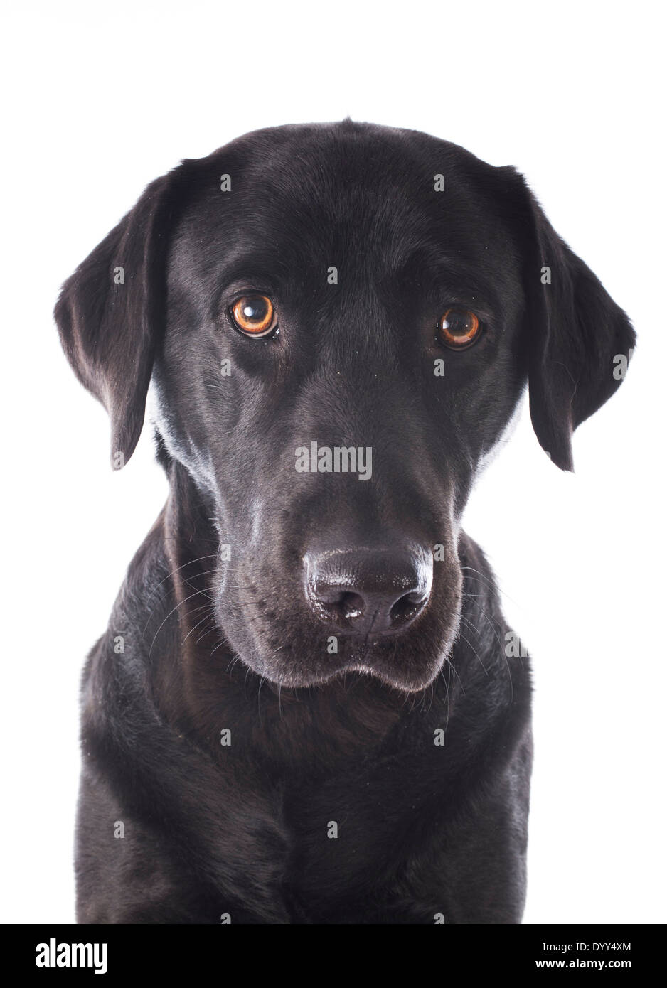 Black labrador retriever head hi-res stock photography and images - Alamy