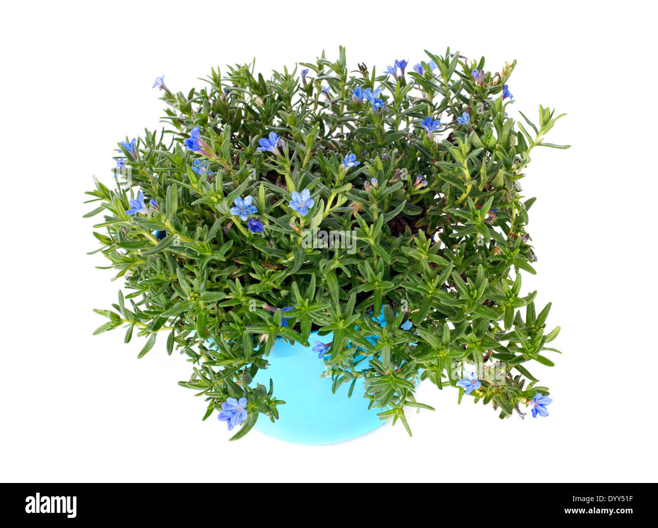 Lithodora diffusa Heavenly Blue flowers in front of white background Stock Photo
