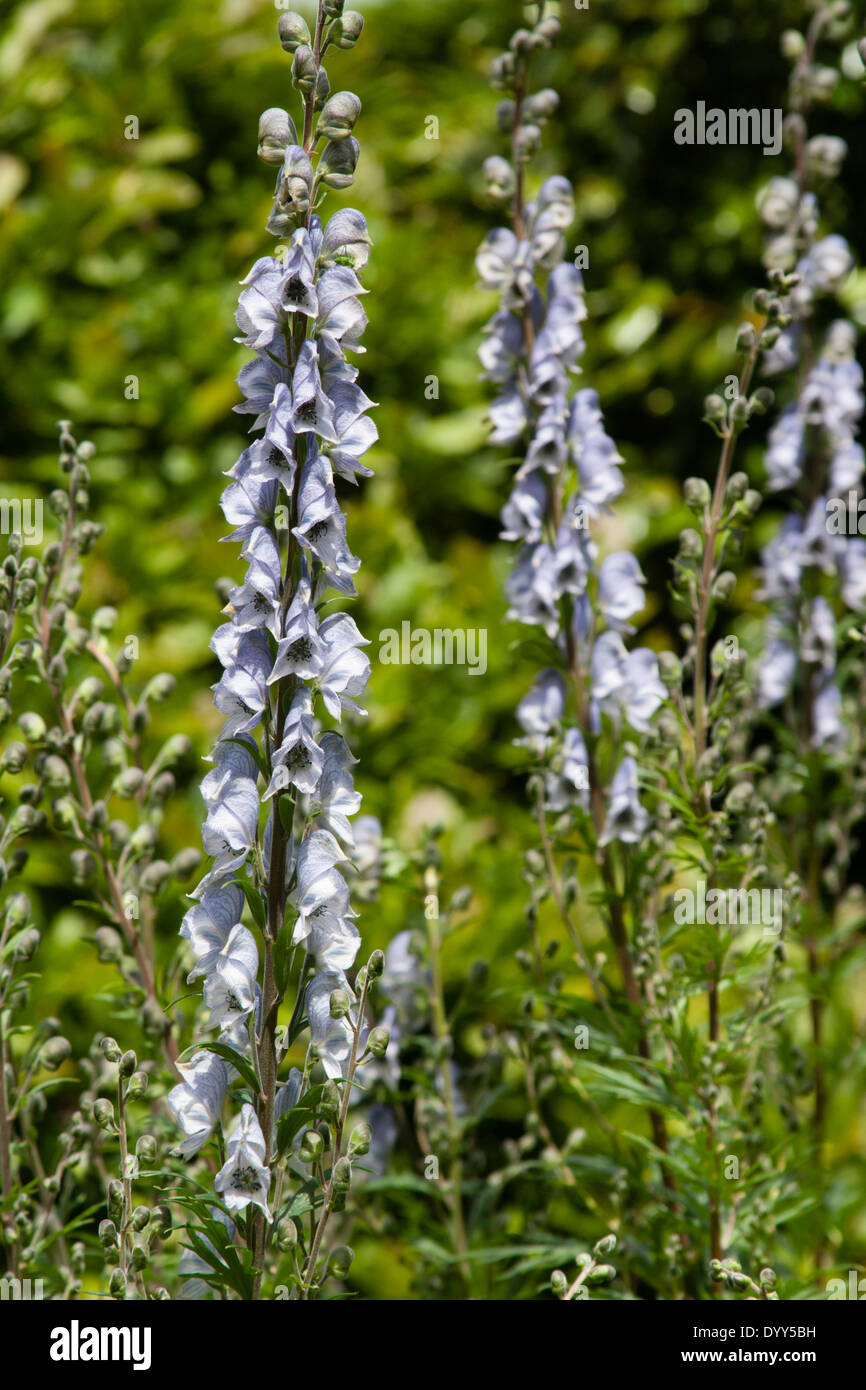 Tall spikes of the monkshood, Aconitum 'Stainless Steel' Stock Photo