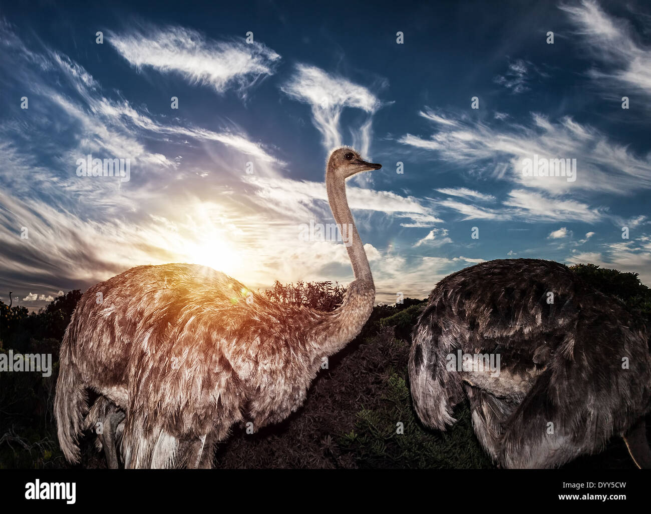 Ostriches in wild nature, wildlife of South Africa, beautiful big birds in sunset lights, national park, travel and tourism Stock Photo