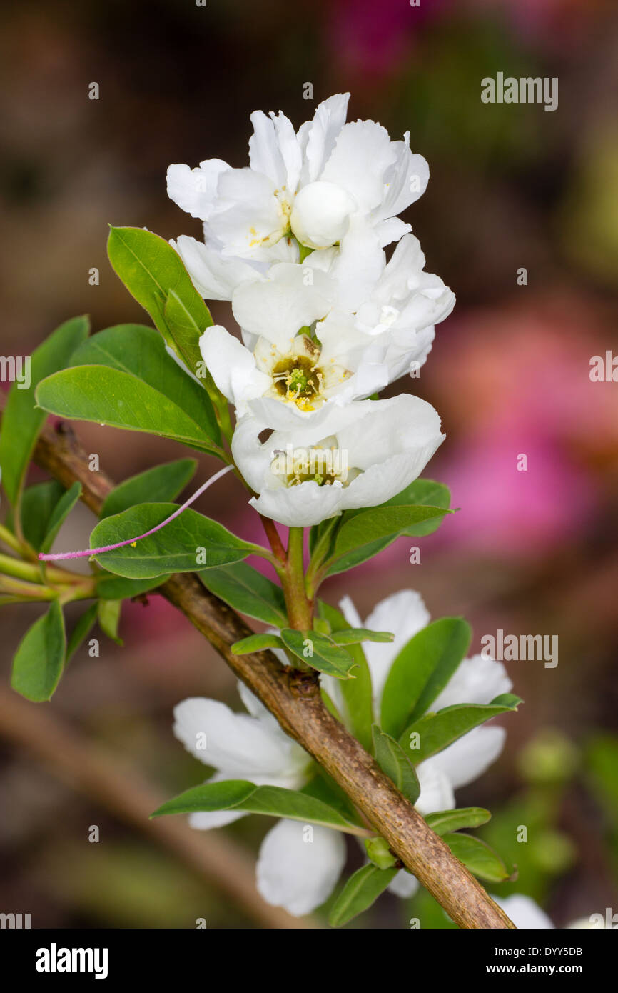 White spring flowers of Exochorda macrantha 'The Bride' Stock Photo