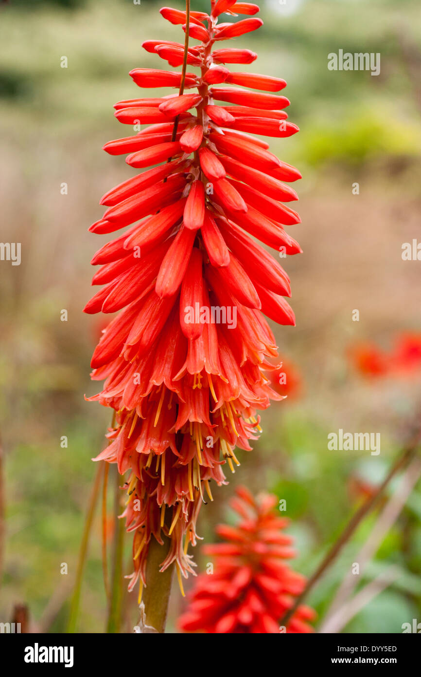 Red spikes of the hybrid red hot poker, Kniphofia 'Wol's Red Seedling' Stock Photo