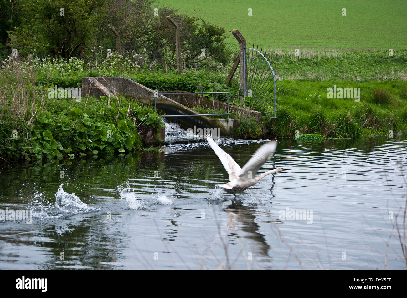 river outfall from sewage works River Wensum Stock Photo - Alamy