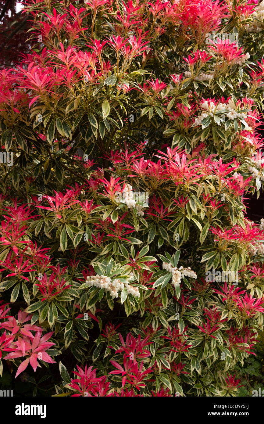 Massed red young shoots of the variegated Pieris japonica 'Flaming Silver' Stock Photo