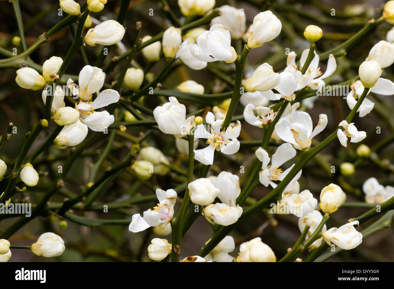 Ornamental flowers of the Japanese Bitter Orange, Poncirus trifoliata Stock Photo Alamy