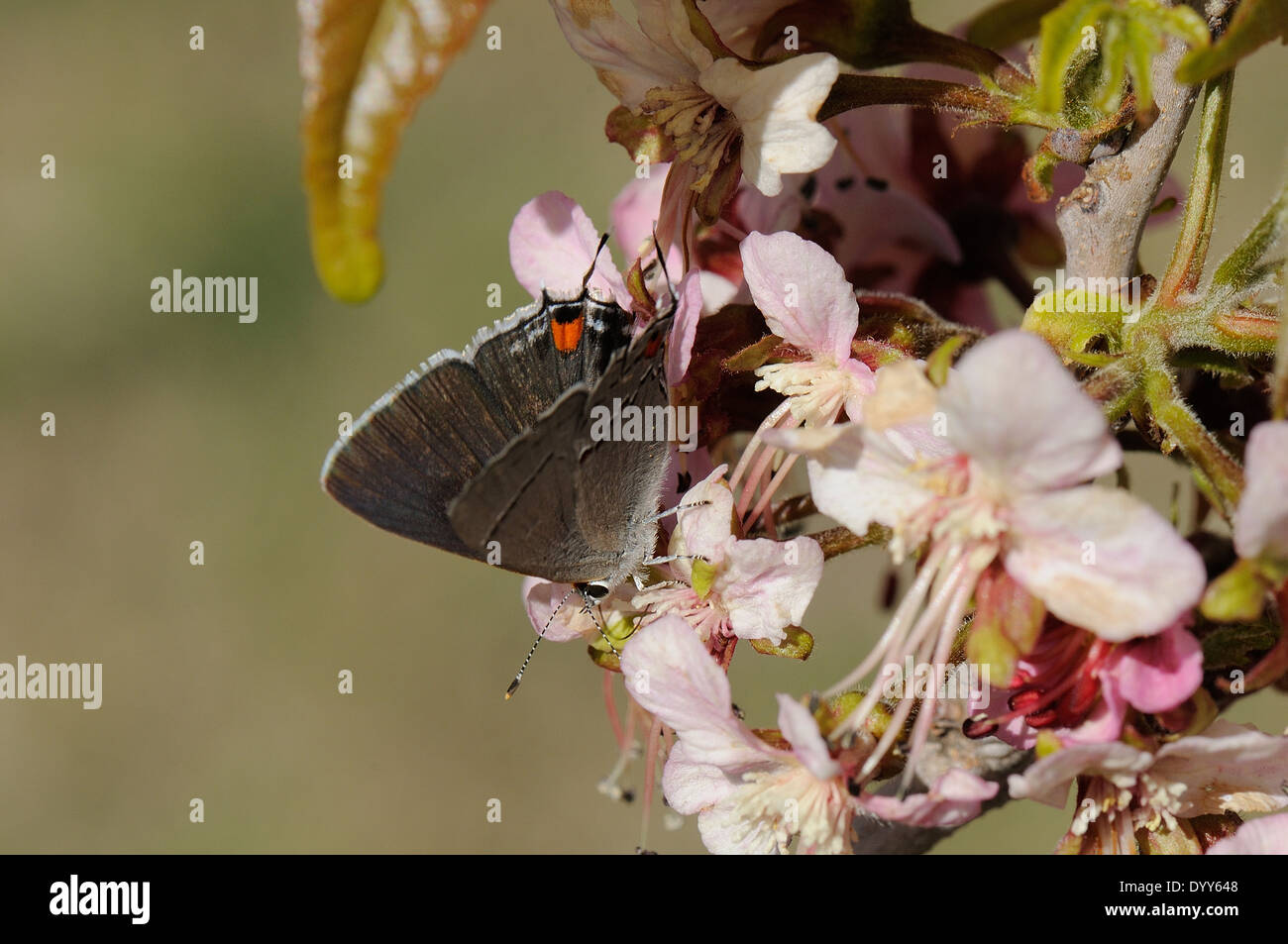 Grey Hairstreak on Mexican buckeye Stock Photo