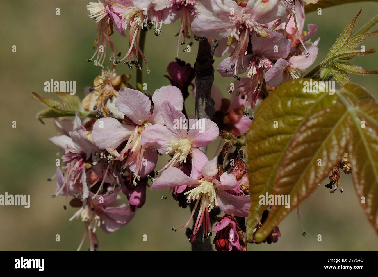 Mexican buckeye Stock Photo