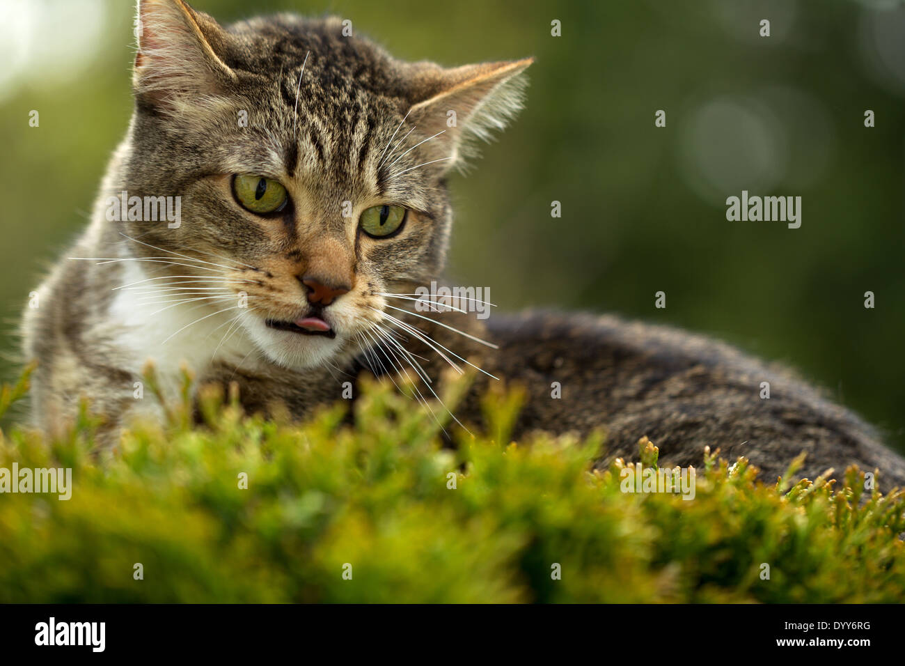 Horizontal photo of cat face, with tongue sticking out, outdoors on top of evergreen bush and blurred out trees in background Stock Photo