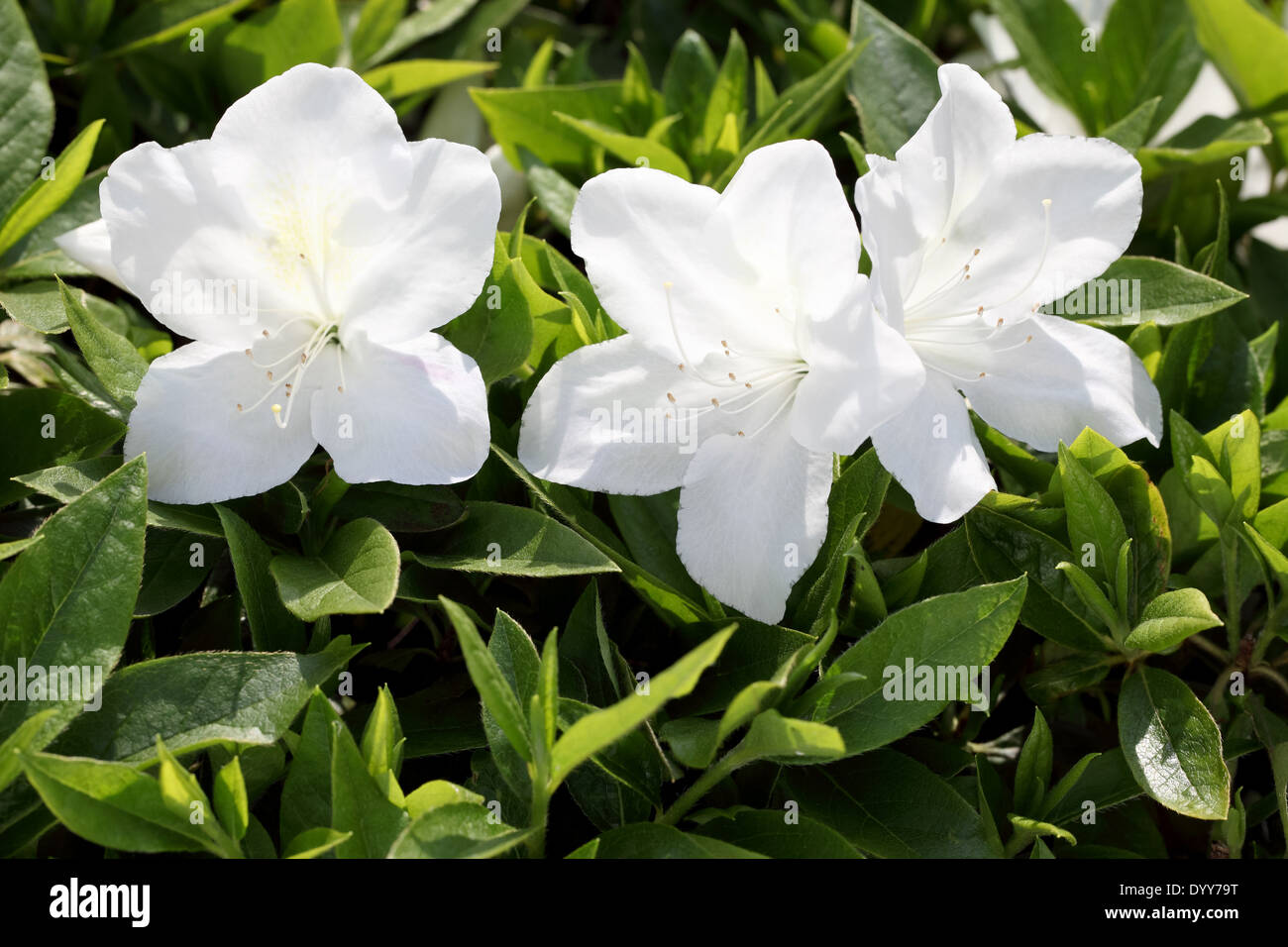 White Azalea Stock Photos & White Azalea Stock Images - Alamy