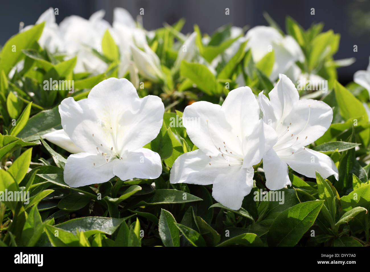 White azalea hi-res stock photography and images - Alamy