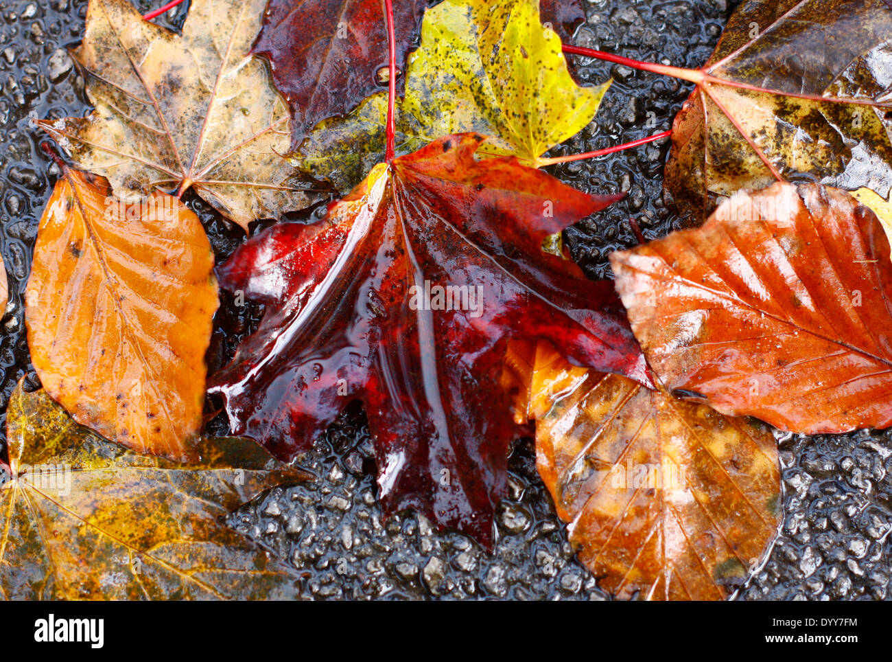 Wet Autumn leaves on a road Stock Photo