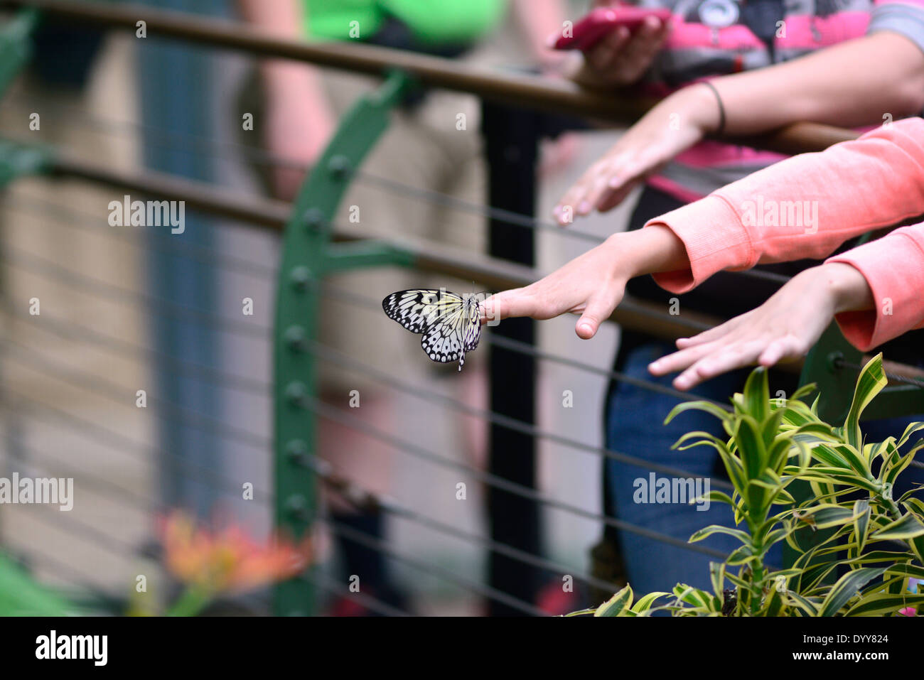 A Paper Kite butterfly (Idea leuconoe) lands on a girl's hand at the San Diego Zoo Safari Park  /  © Craig M. Eisenberg Stock Photo