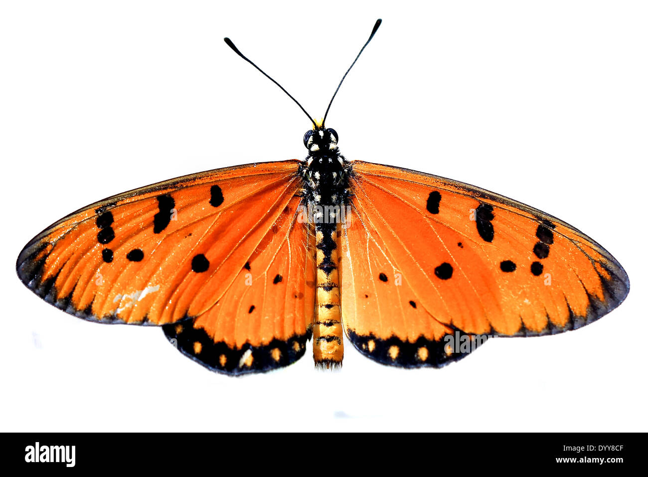beautiful butterfly isolate on white background Stock Photo