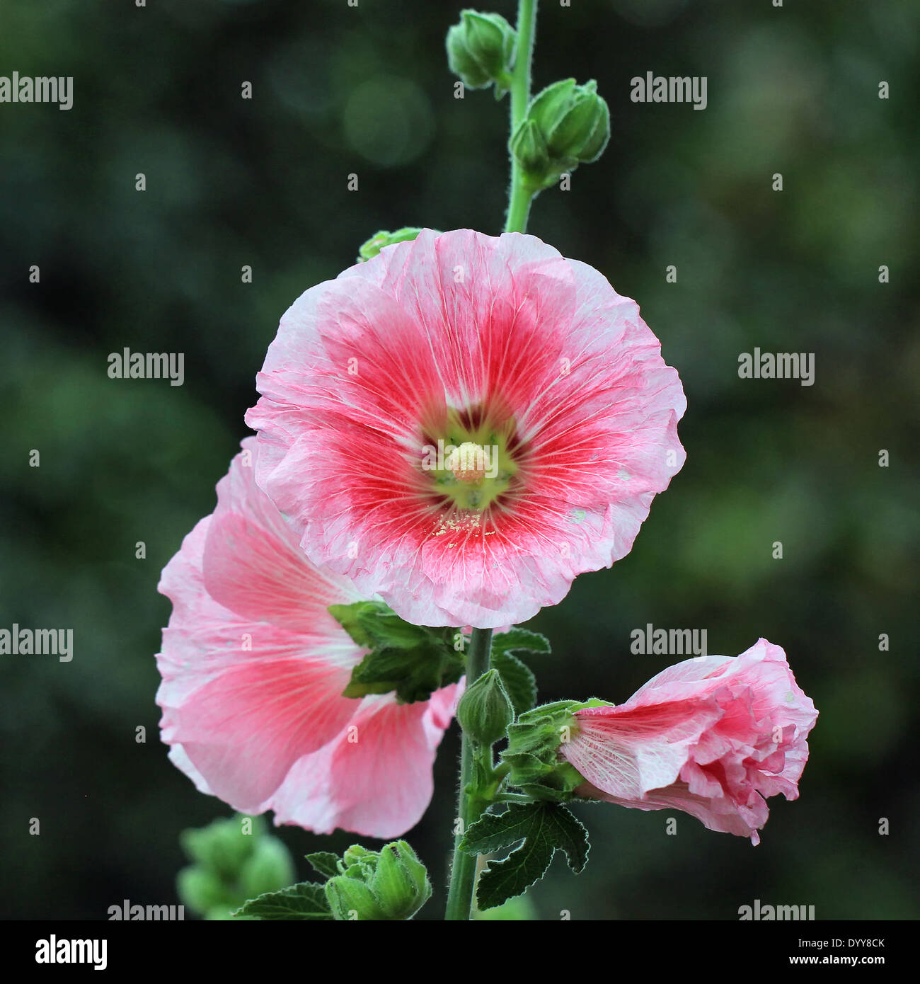 beautiful hollyhock flower or althaea Stock Photo