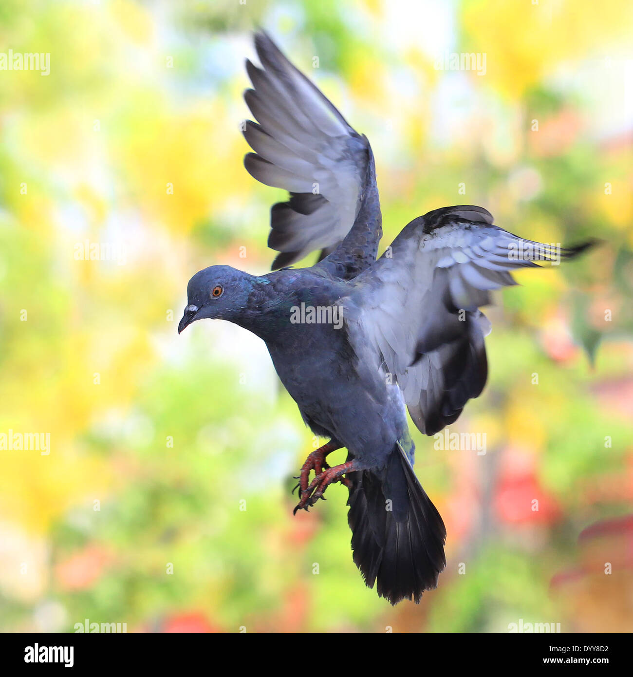 flying pigeon against beautiful background Stock Photo Alamy