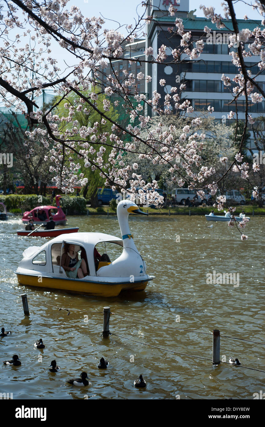 Boats and cherry blossoms at Ueno Park, Tokyo, Japan Stock Photo