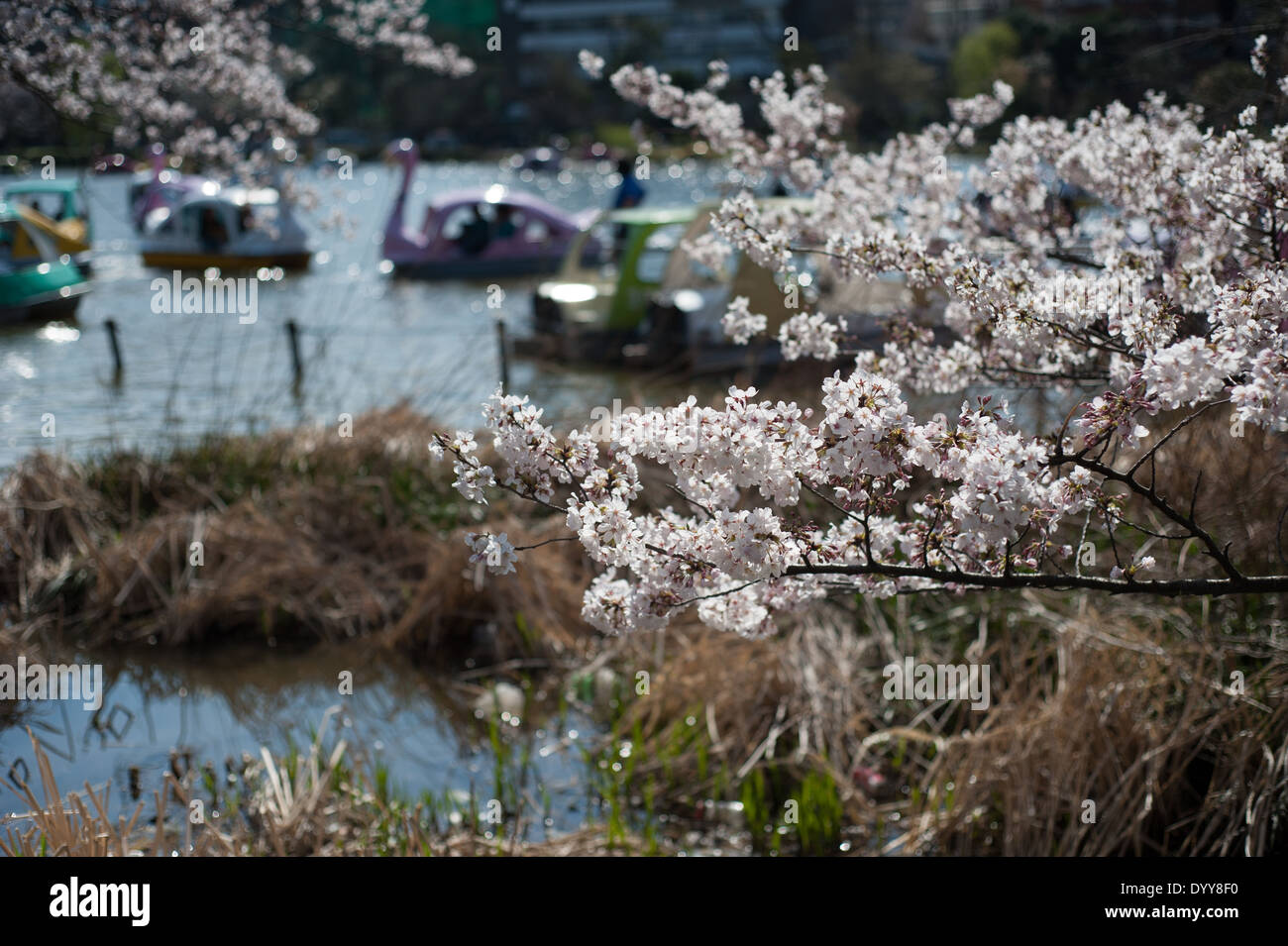 Boats and cherry blossoms at Ueno Park, Tokyo, Japan Stock Photo