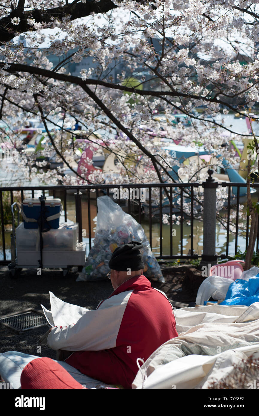 Cherry blossoms at Ueno Park, Tokyo, Japan Stock Photo