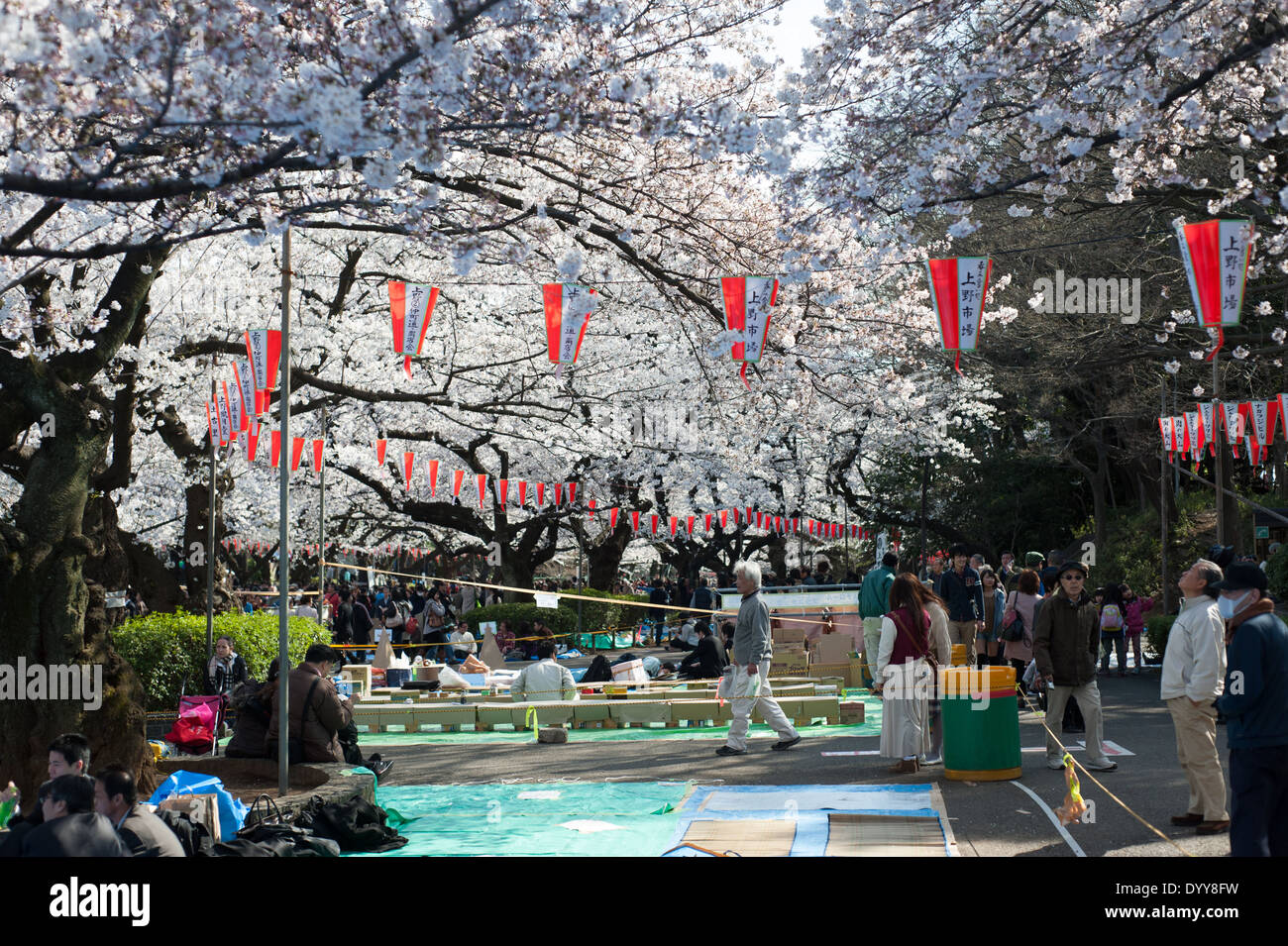Cherry blossoms in full bloom at Yoyogi Park, Tokyo, Japan Stock Photo