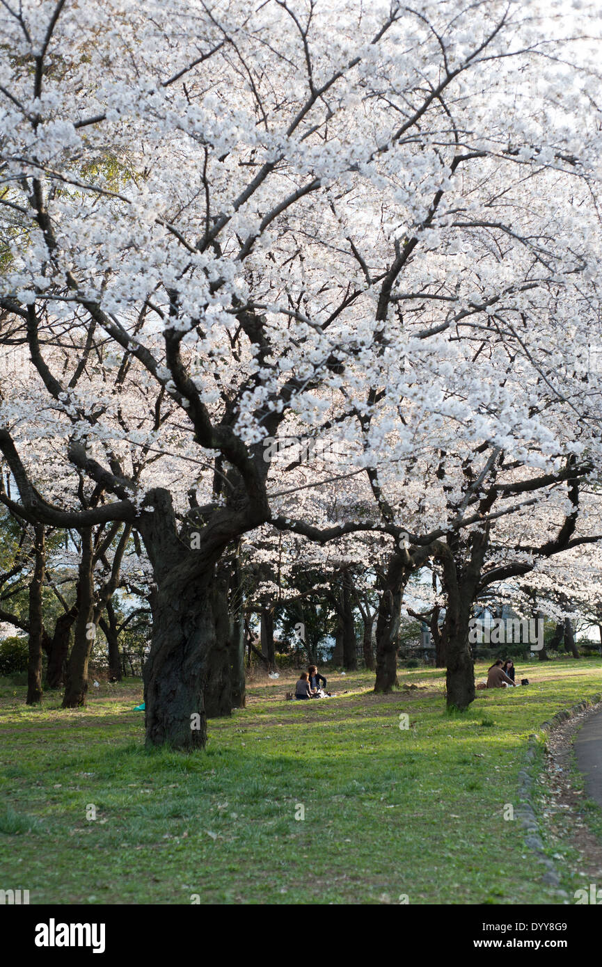 Cherry blossoms in full bloom at Yoyogi Park, Tokyo, Japan Stock Photo