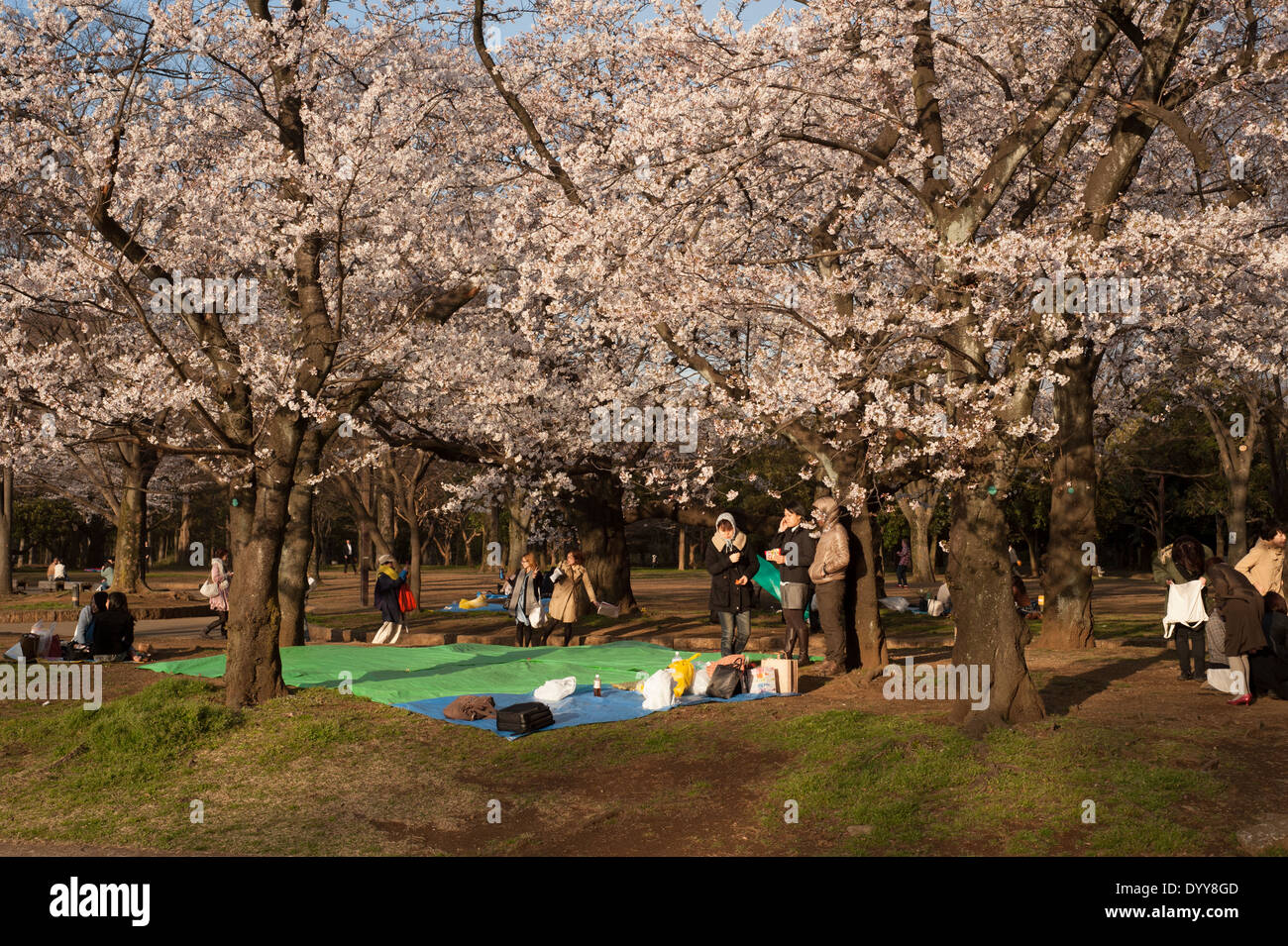 Cherry blossoms in full bloom at Yoyogi Park, Tokyo, Japan Stock Photo