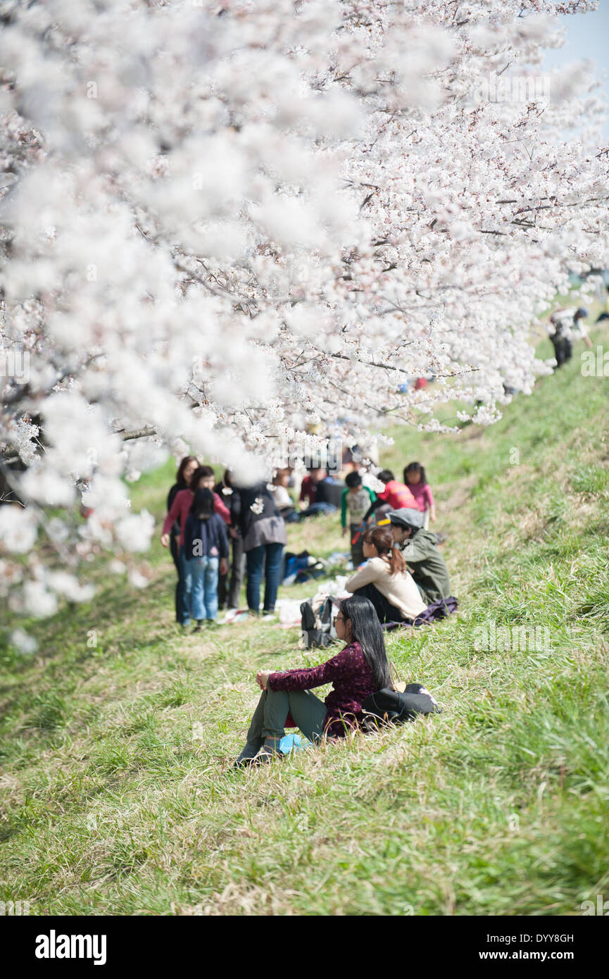 Cherry blossoms in full bloom at Tama river, Tokyo, Japan Stock Photo