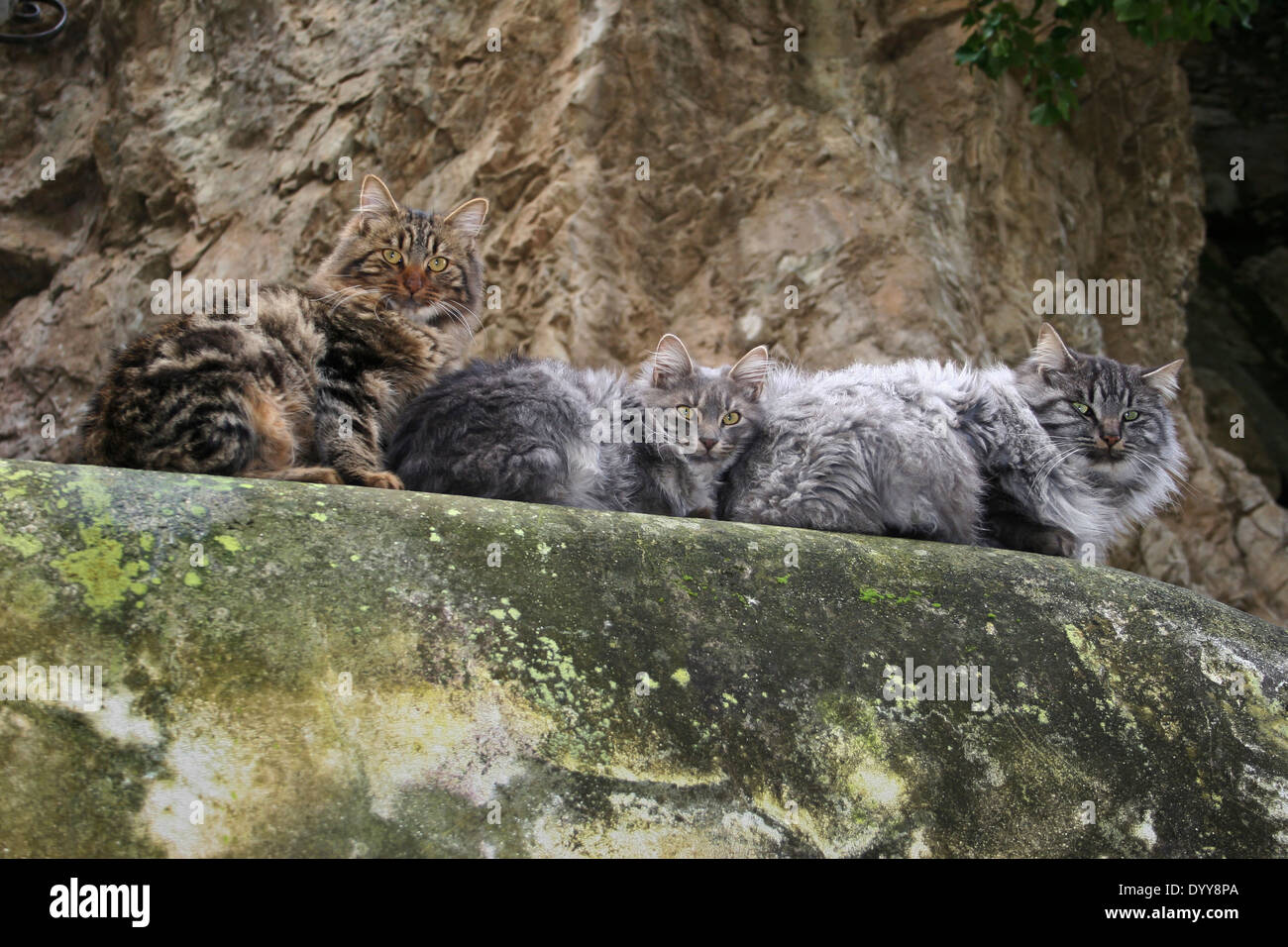 Three cats on a stone wall in Amalfi Stock Photo