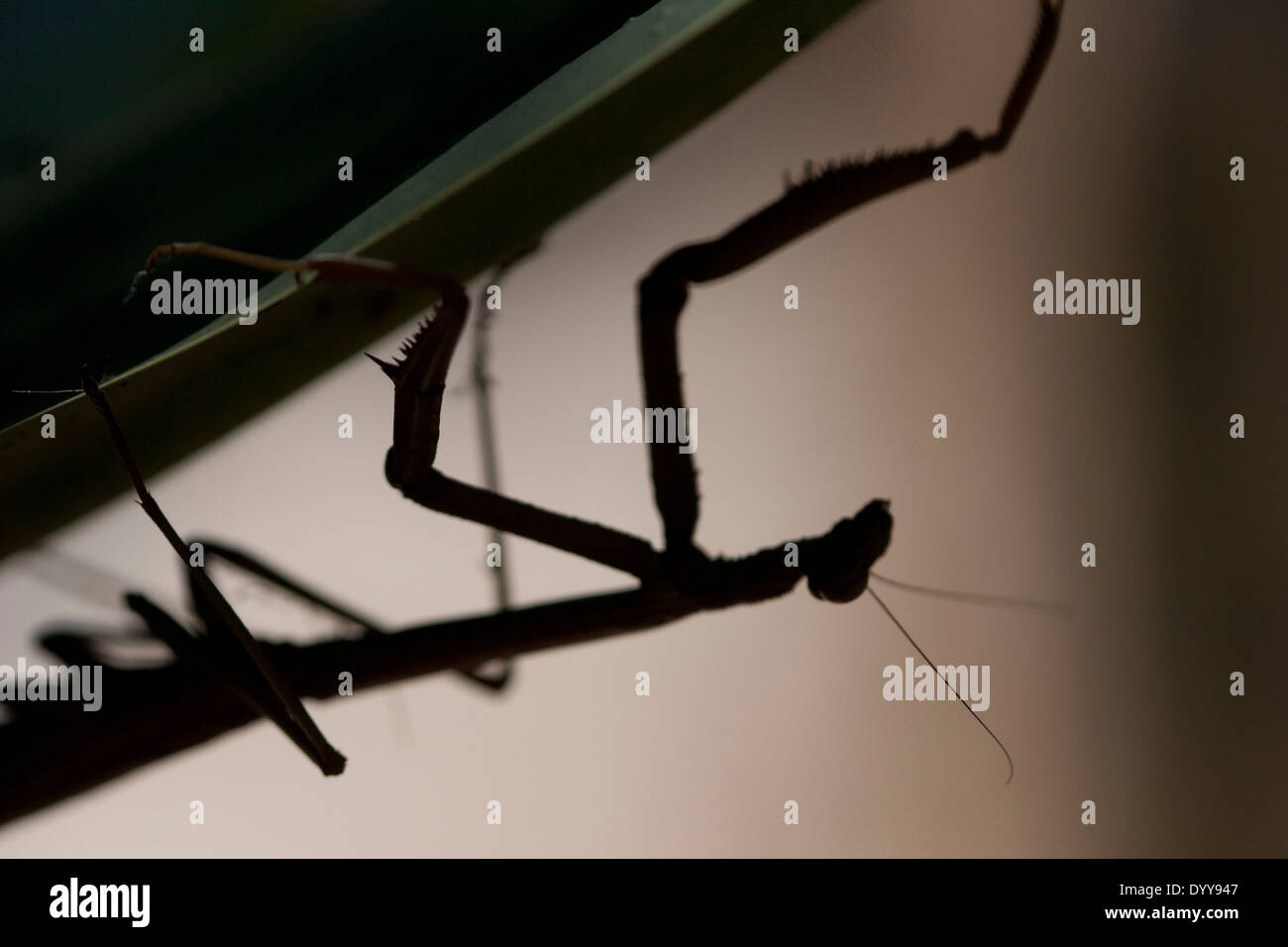 close up of preying mantis silhouette on a leaf backlit with a short depth of field Stock Photo