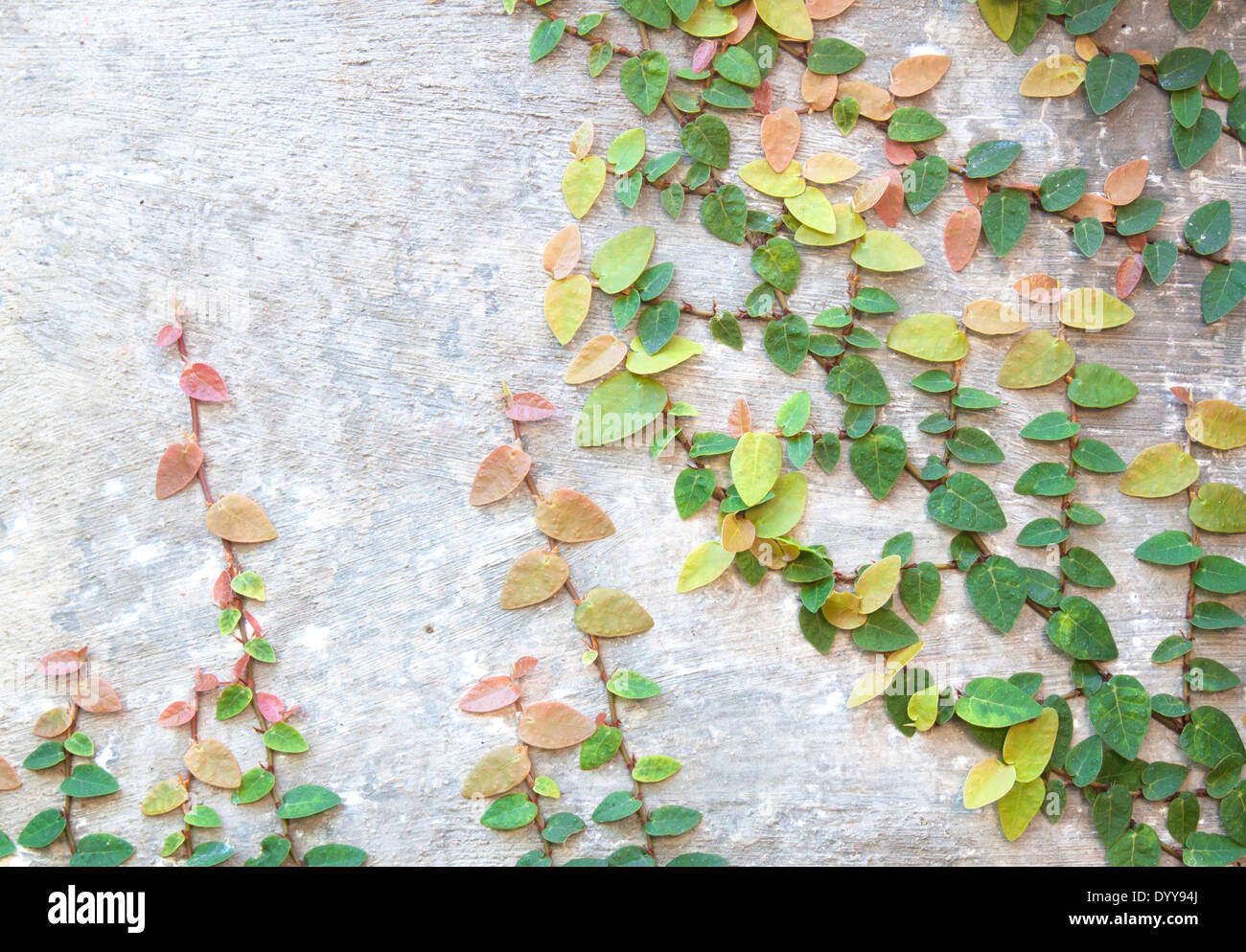 Green Creeper Plant growing on a brick wall Stock Photo 68826706 Alamy