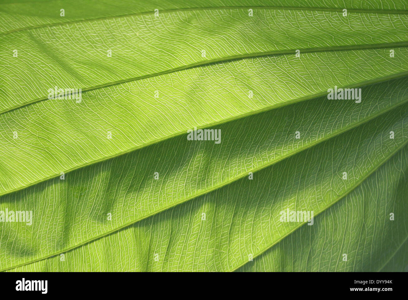 close up photo of large green leaf showing the leaf veins Stock Photo ...