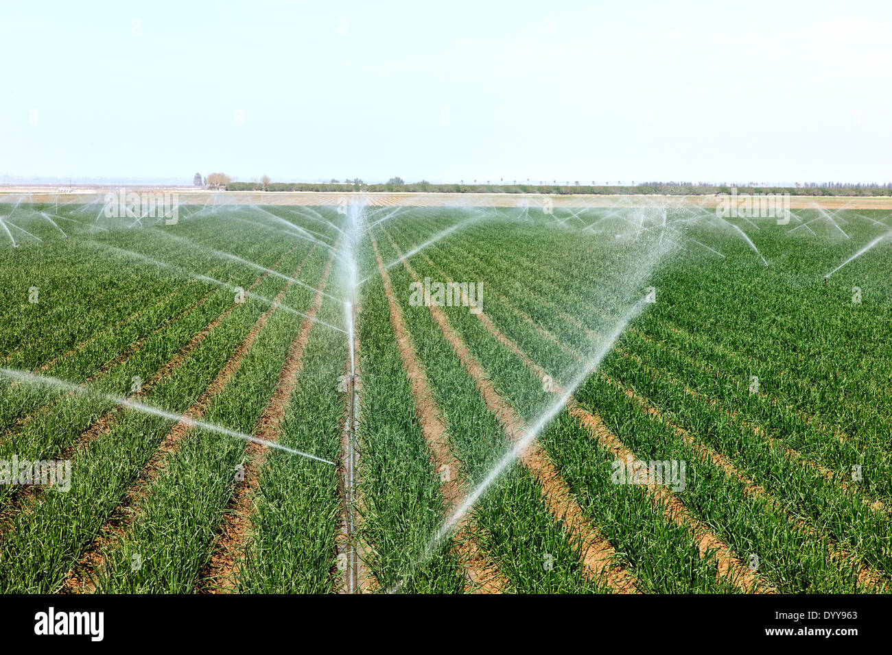 Onion field 'Allium cepa' sprinkler irrigation. Stock Photo