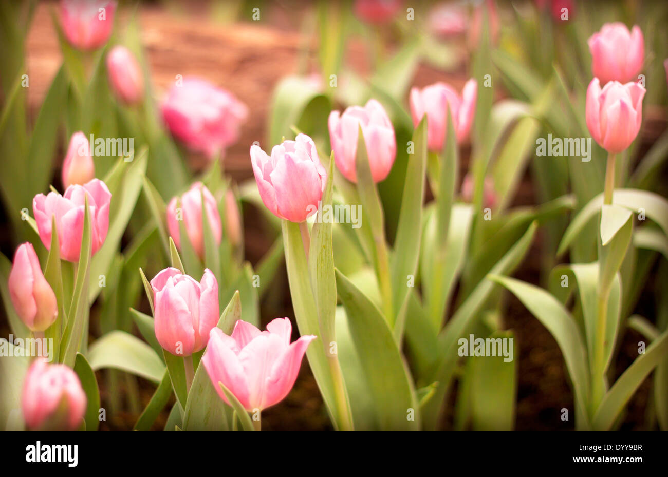 Tulip flower beautiful pink background with a bokeh Stock Photo - Alamy