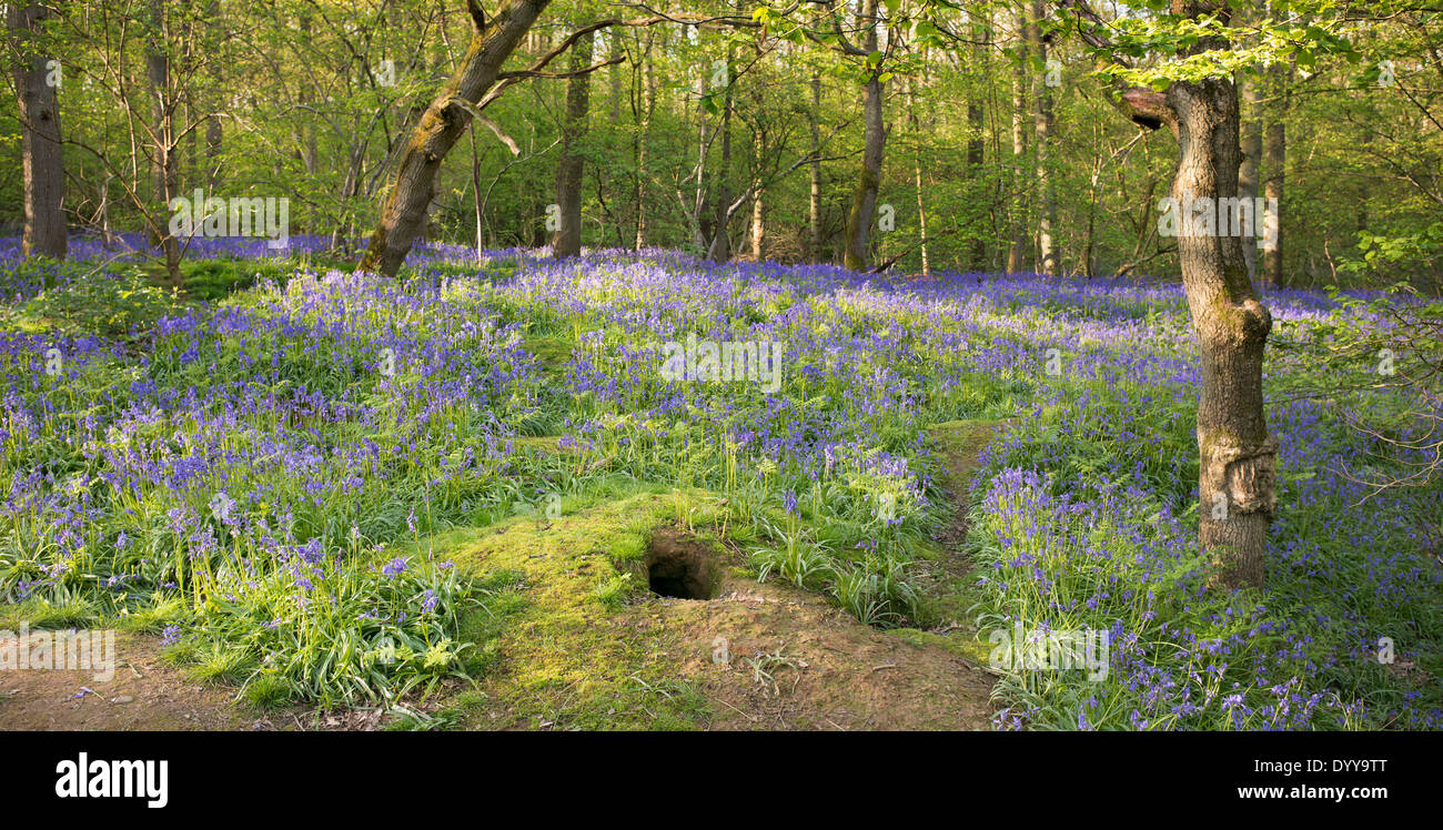Badger Sett High Resolution Stock Photography and Images Alamy