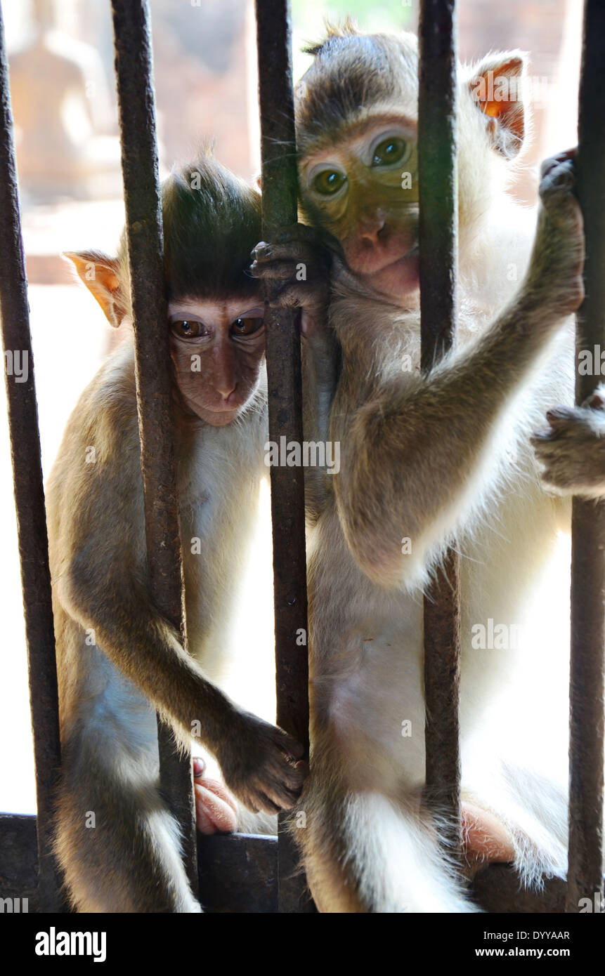 Monkey in thailand Stock Photo Alamy