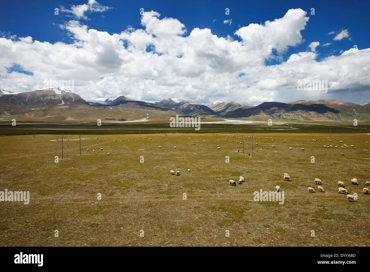A flock of sheep is grazing on the plains of Tibetan Plateau, with ...