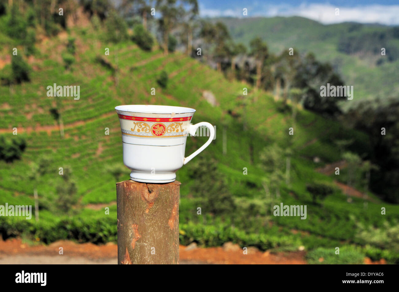 Sri lanka tea cup hires stock photography and images Alamy