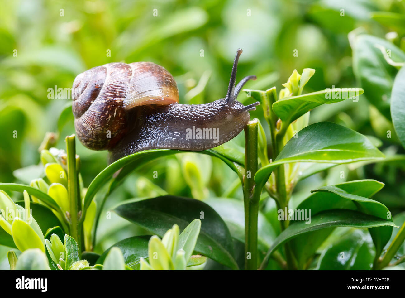 Snail slime trail hires stock photography and images Alamy