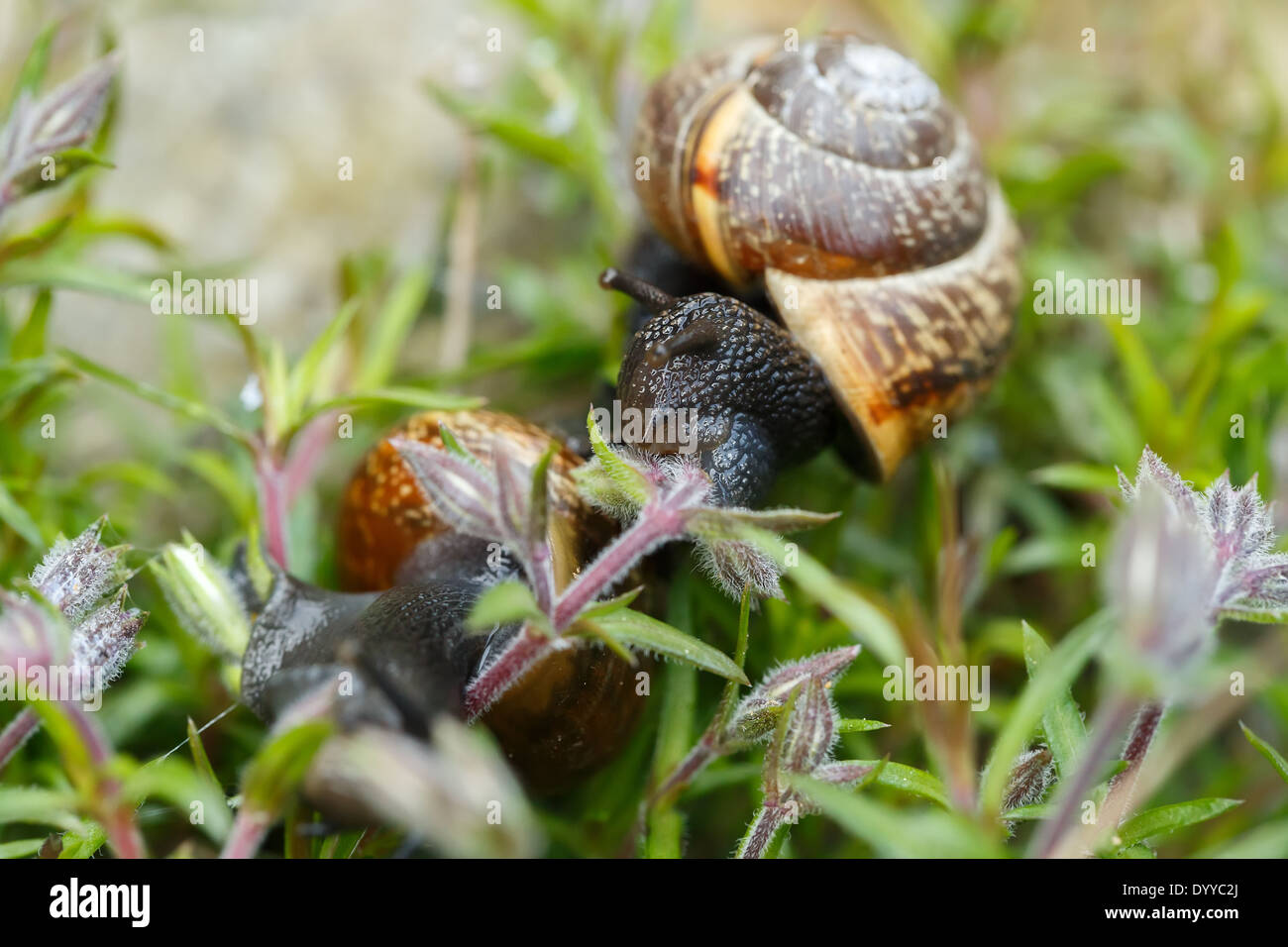 Macro Of Small Garden Snail Eating Whole Ping Flower Bud Stock