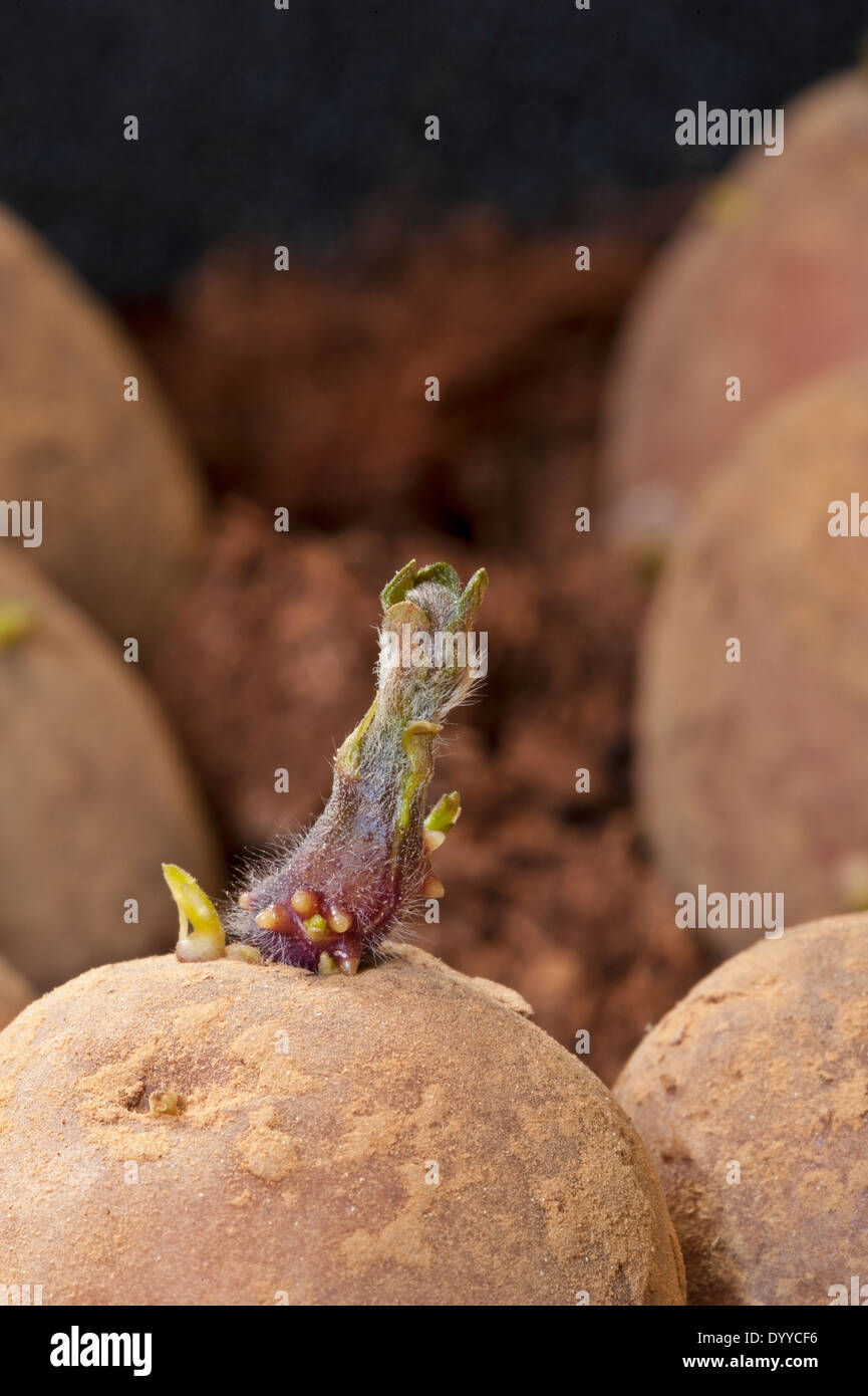 A seed potato sprouting (chitting), ready to plant Stock Photo