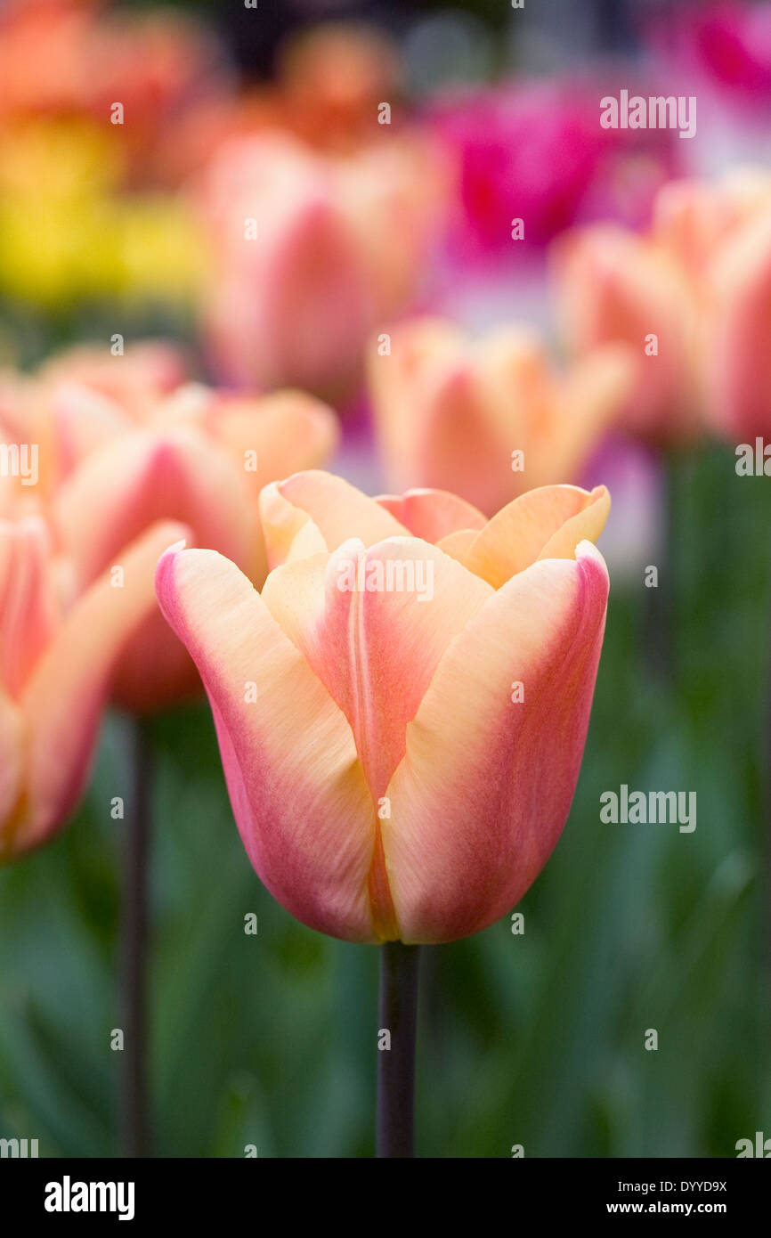Tulipa 'Apricot Foxx' in the garden. Stock Photo