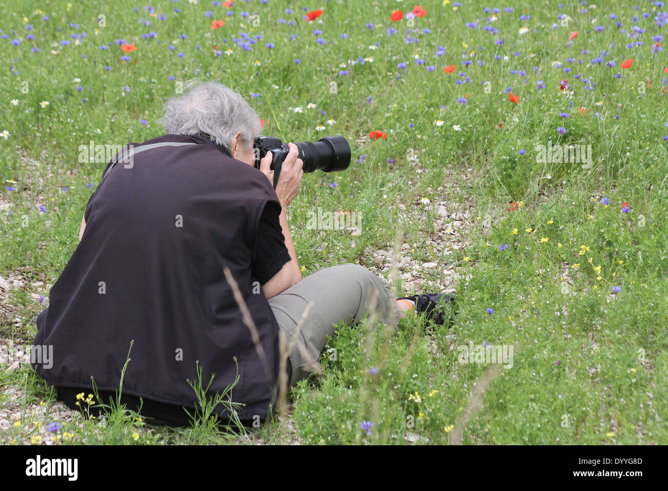 Photographer taking a macro photograph of flowers in a wild flower meadow,Europe Stock Photo