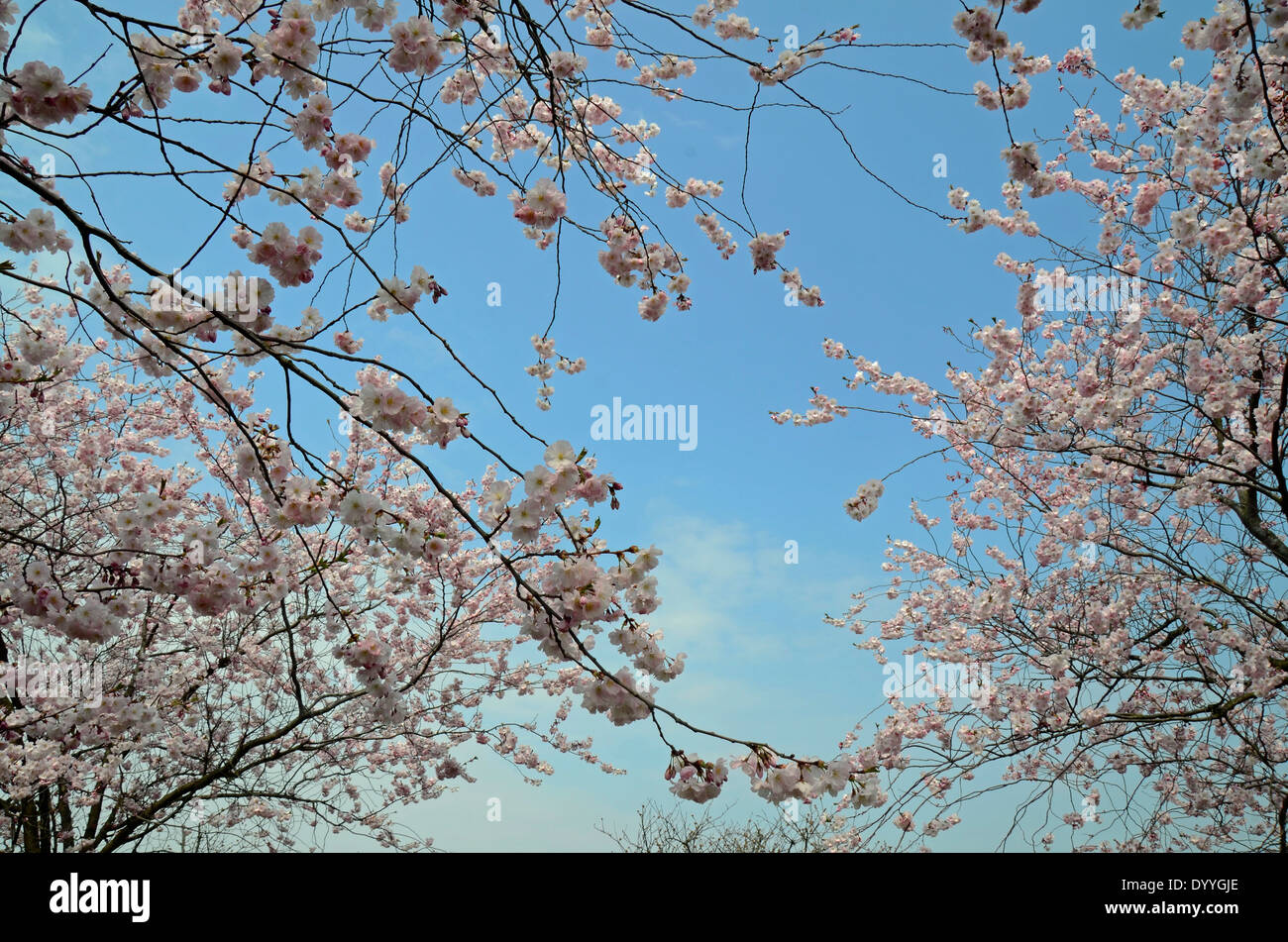 cherry blossoms with blue sky Stock Photo